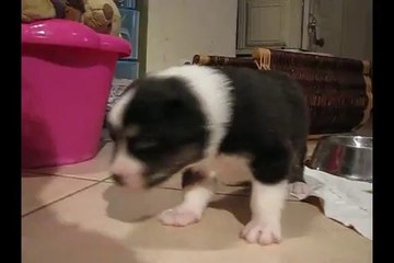 Berger australien tétée 23 jours