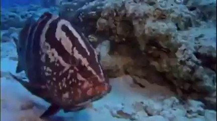 EVOLUTION_ THE EVOLUTIONARY ARMS RACE - NOVA - Discovery_Science_History (documentary)