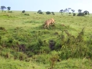 Chúa tể bầu trời' thách đấu sư tử