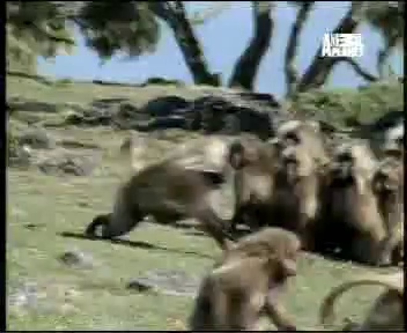 ⁣amazing Animal planet hindi story video