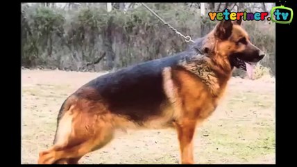 En Akıllı 10 Köpek
