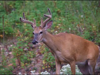 Deer Velvet Antler