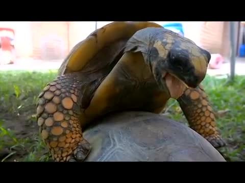 Une tortue s'accouple et fait des bruits bizarres