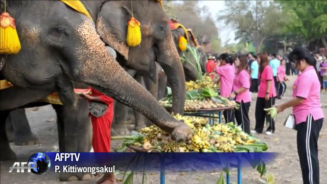 Thaïlande: les éléphants aussi ont leur fête nationale