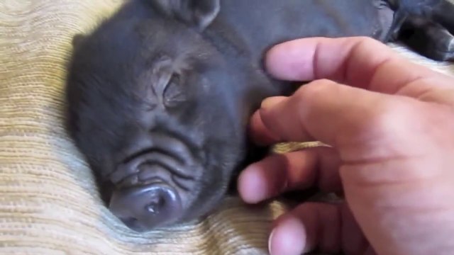 Des mini cochons trop mignon : compilation la plus craquante jamais vue!