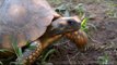 Cute dad and mom turtles making babies... Hilarious!