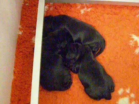 chiot cocker 10 jours