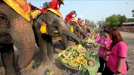 Día del Elefante en Tailandia