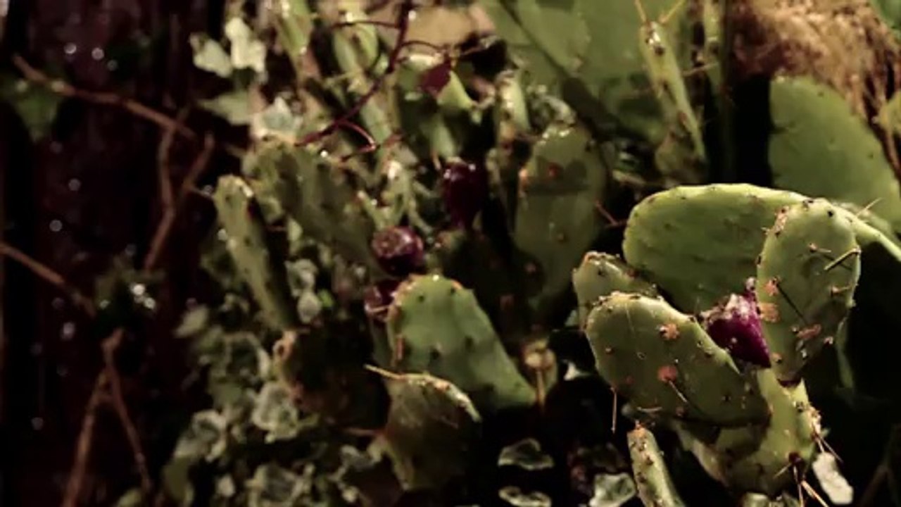 Monica Bellucci, égérie beauté pour Dolce & Gabbana