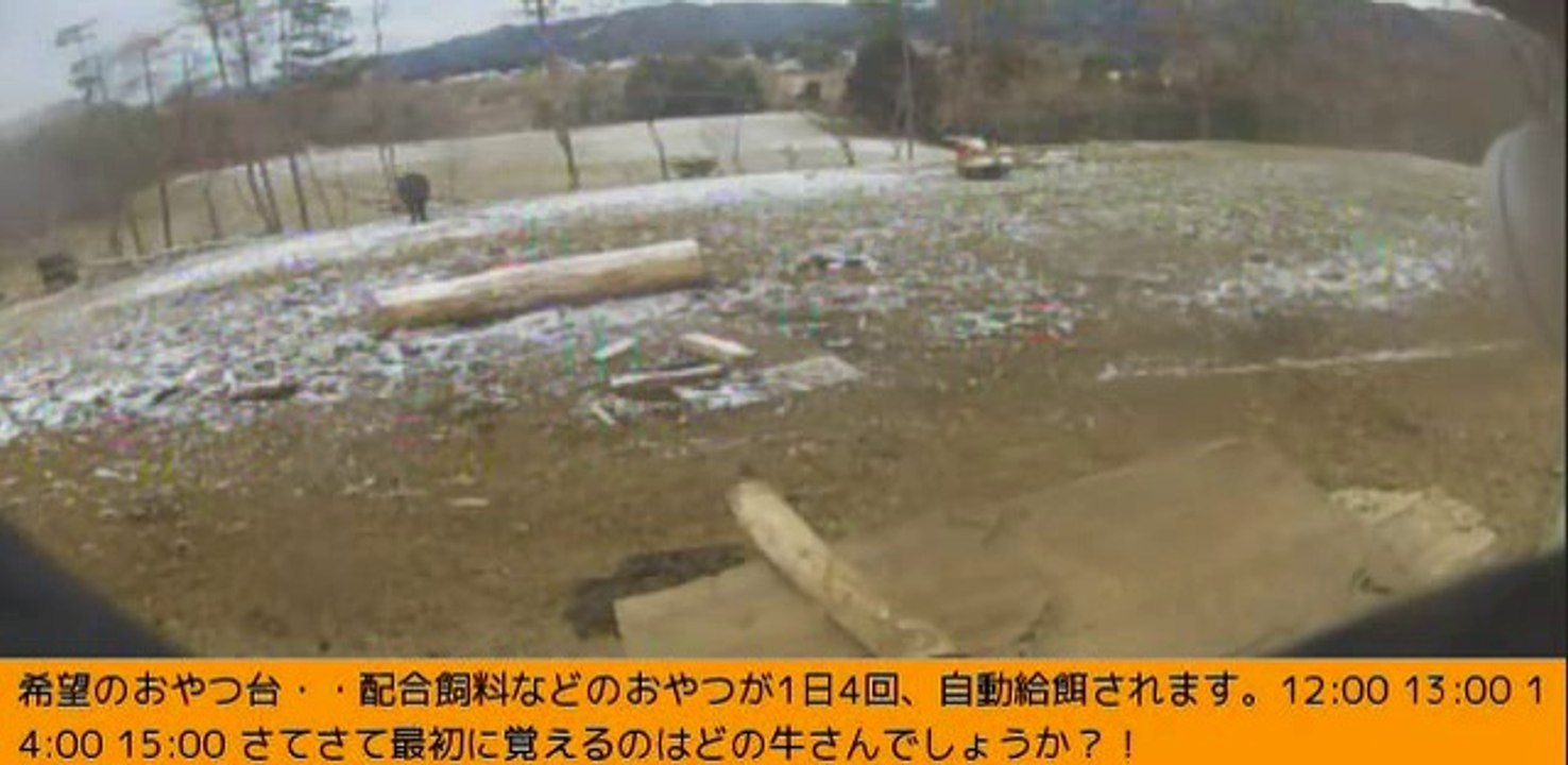 2014-03-10  06-30  牧場三号機　早朝の牛達