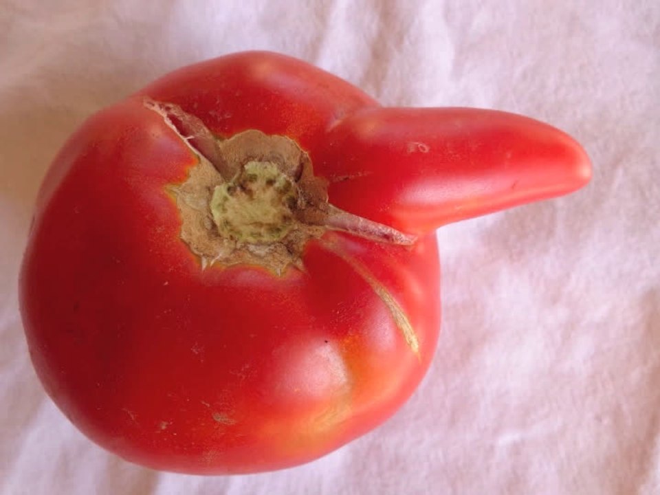 Tomate en érection