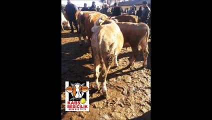 KARSTA HAYVAN FİYATLARI,KARSTA DANA FİYATLARI,KARSTA BESİ DANASI FİYATLARI,KARSTA KESİMLİK İNEK FİYATLARI,KARSTA KESİMLİK DANA FİYATLARI