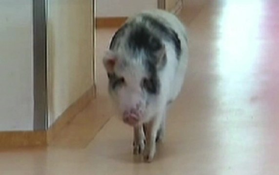 Porky, le cochon préféré des retraités allemands - ZAPPING ACTU DU 13/03/2014
