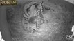 Premières images de trois bébés tigres de Sumatra au zoo de Londres