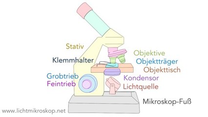 Mikroskop Aufbau (Bestandteile) - video Dailymotion