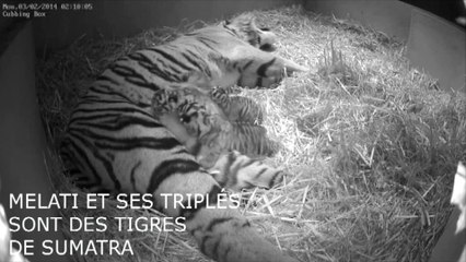 Naissance rare de trois tigres de Sumatra