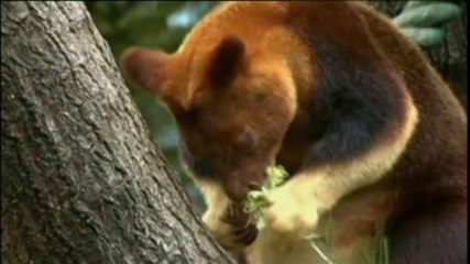 Naissance d'un bébé kangourou arboricole au zoo de Sydney