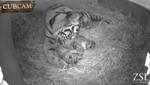 Trois bébés tigres de Sumatra naissent au zoo de Londres