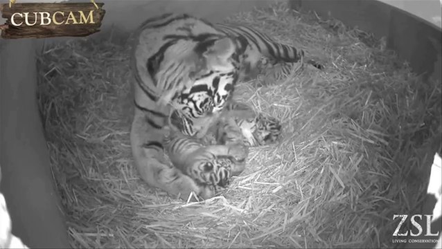 Trois bébés tigres de Sumatra naissent au zoo de Londres