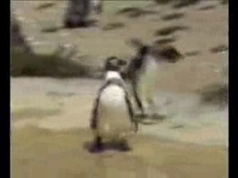 Hardcore Pinguin