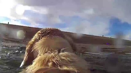 GoPro Gives a Glimpse Into the Life of a Labrador