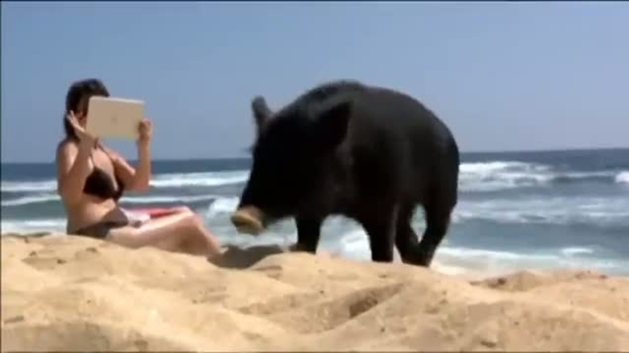 Kamapua'a : un porc qui fait du surf