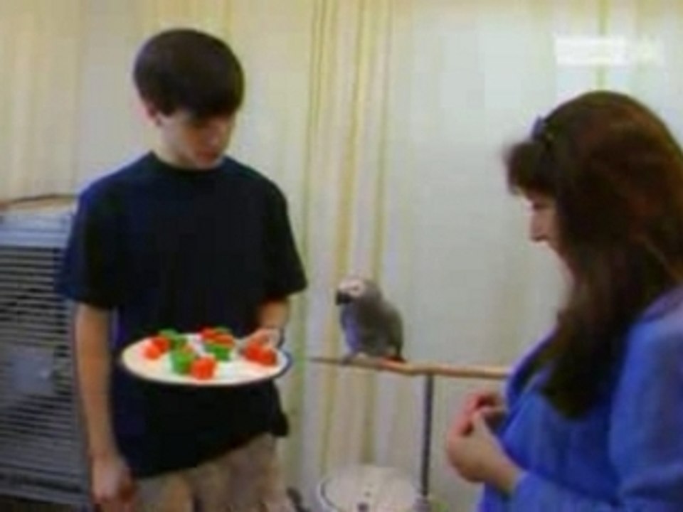 Alex le Perroquet savant