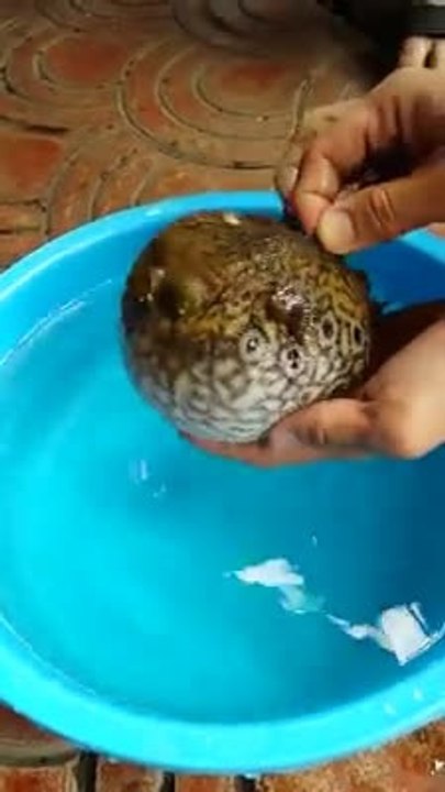 Balloon Fish Awesome