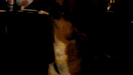 Carolina Dog Doggie Howls On Command