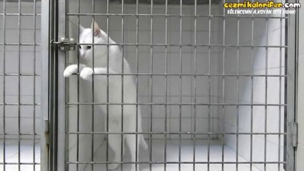 Prison Break Dizisini Fazla İzleyen Kedi
