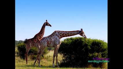 African Wildlife_Slide_1         (720p)