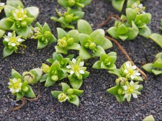 איסלנד 6-7.2011.wmv[240P]