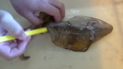 神経締めの道具を使ってアオリイカを〆る