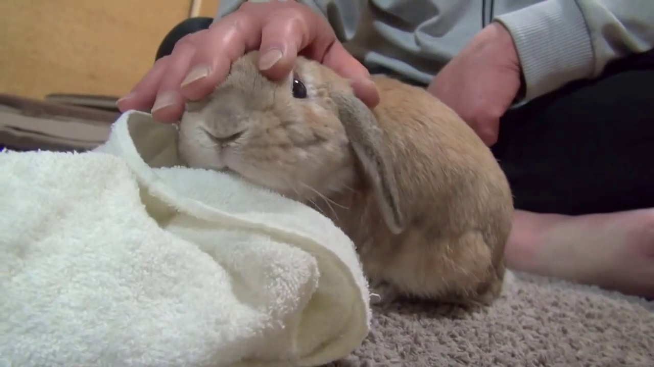 Adorable Bunny Rabbit Gets Angry When The Petting Stops