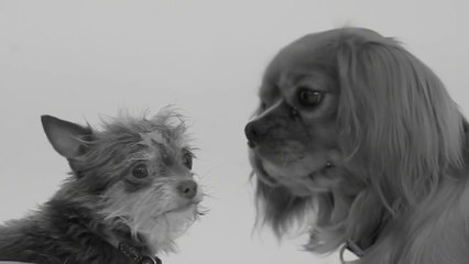 First Sniff Is The Puppy Dog Parody Of First Kiss