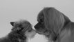 Parodie de First Kiss avec des chiens : FIRST SNIFF