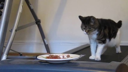 Gym kilo pour les chats : si tu veux manger, marche!