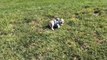 Adorable puppy rolls down hills... Hilarious!