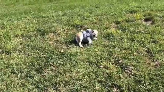 Adorable puppy rolls down hills... Hilarious!