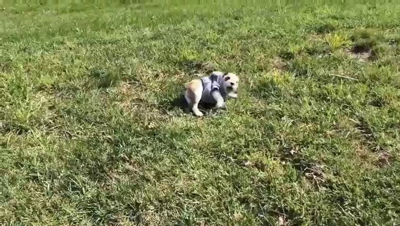 Adorable puppy rolls down hills... Hilarious!