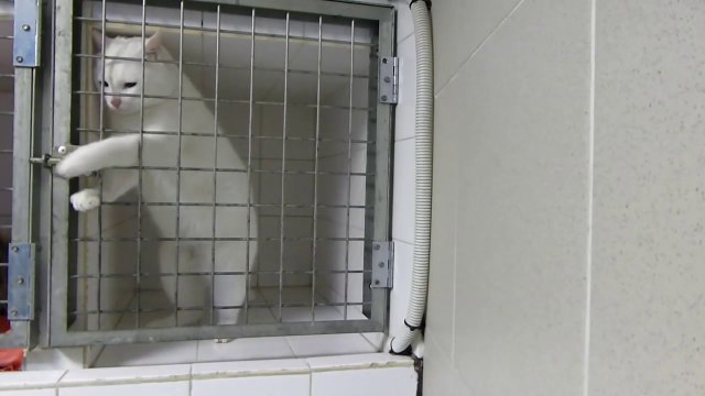 Un chat très intelligent : il peut ouvrir sa cage quand il veut! Trop mignon...