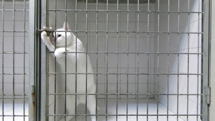 Crazy cat escapes from his prison... So funny!