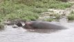 Un hippopotame sauve un gnou attaqué par un crocodile
