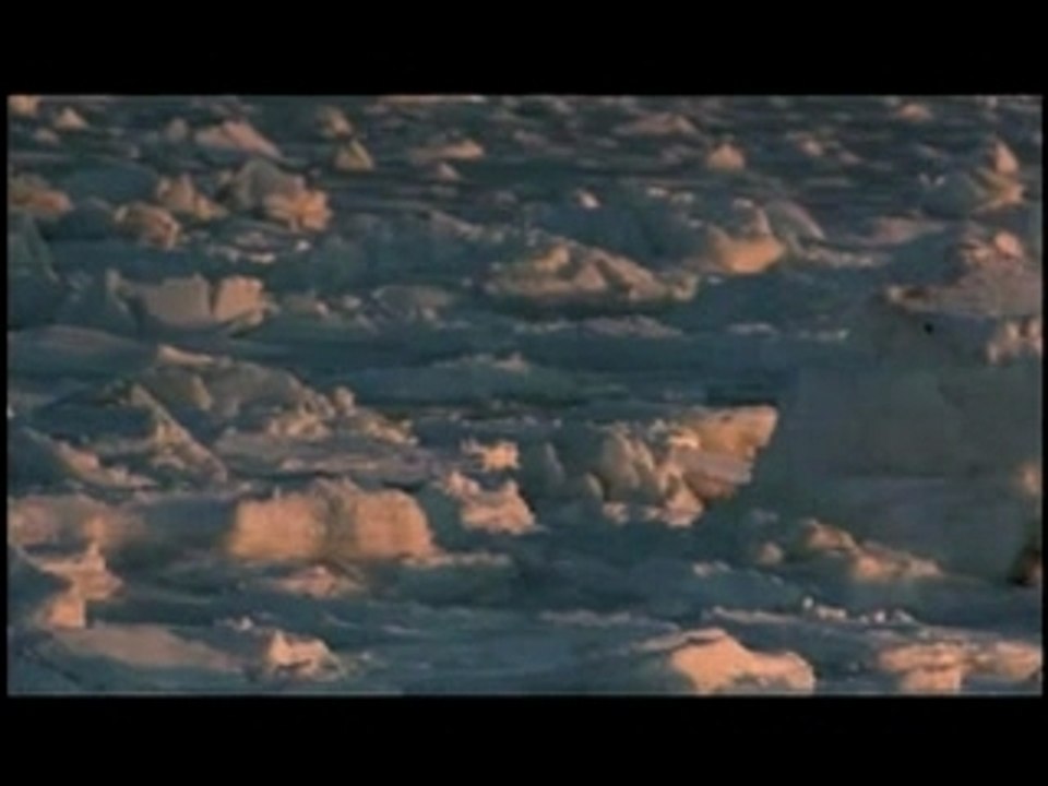 SUNRISE EARTH: Polar Bears (clip 1)