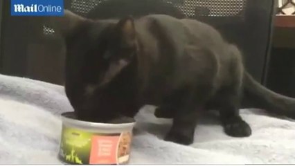 Conozca al gato que hace ruidos como un pavo