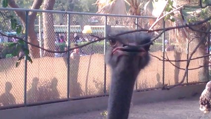 Karachi Zoo  Ostrich