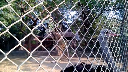Ostrich with Egg  in karachi zoo