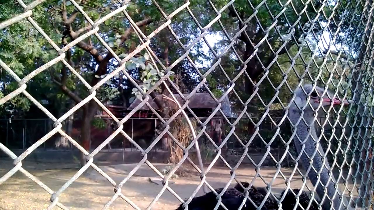 Ostrich with Egg  in karachi zoo