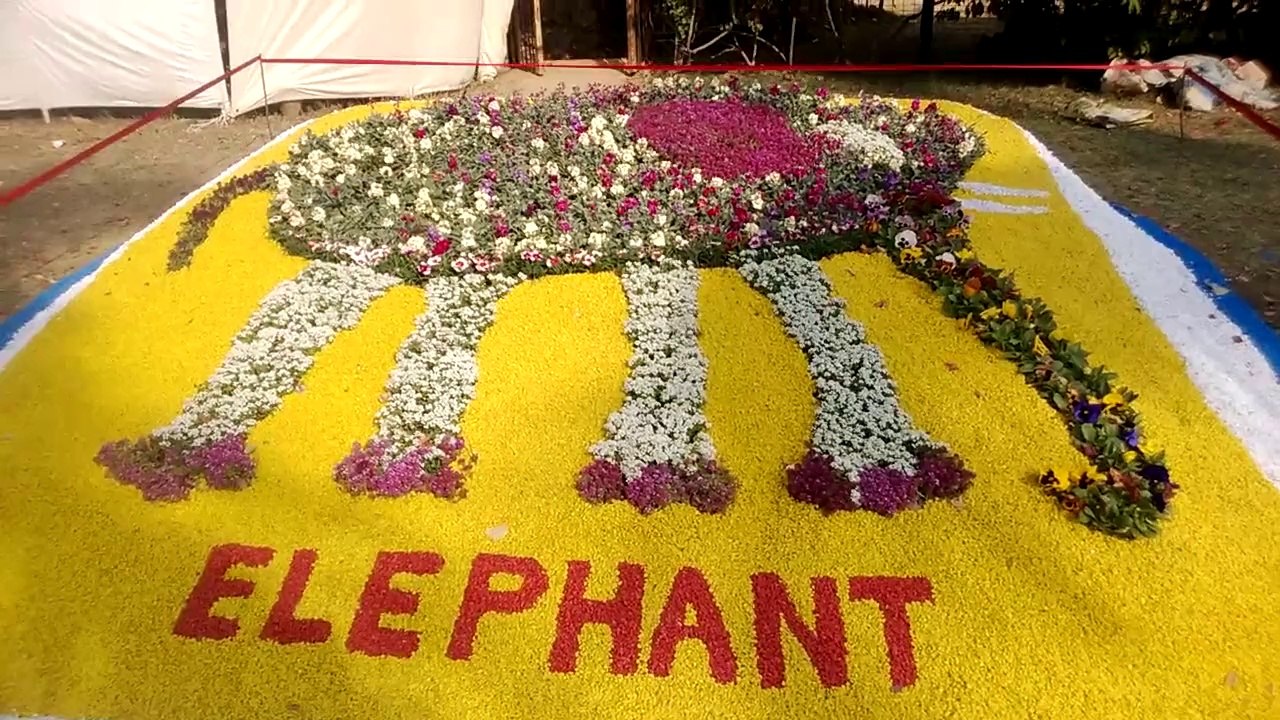 Karachi Zoo Great Flower Show and Zoo day Elephant