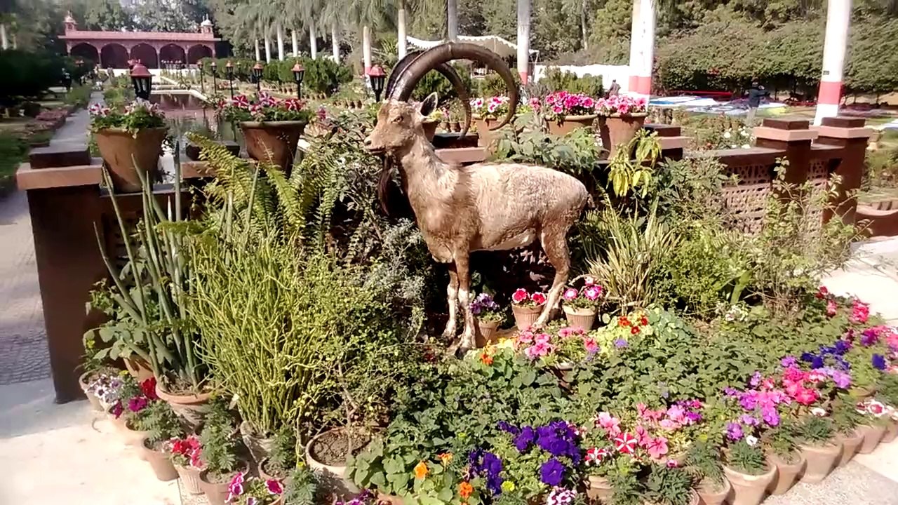 Karachi Zoo Great Flower Show and Zoo day Bakra
